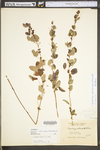 Lespedeza frutescens