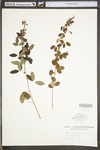 Lespedeza frutescens