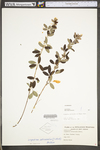 Lespedeza frutescens