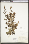 Lespedeza frutescens