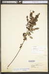 Lespedeza frutescens