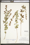 Lespedeza frutescens