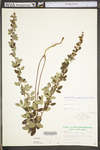 Lespedeza violacea