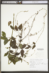 Lespedeza violacea