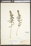 Lespedeza virginica