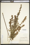 Lespedeza virginica