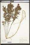 Lespedeza virginica