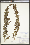 Lespedeza virginica