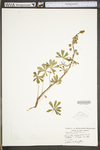 Lupinus perennis ssp. perennis