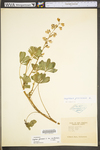 Lupinus perennis ssp. perennis