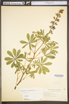 Lupinus perennis ssp. perennis