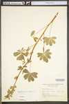 Lupinus perennis ssp. perennis