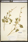 Lupinus perennis ssp. perennis