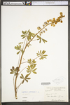 Lupinus perennis ssp. perennis