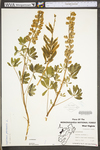 Lupinus perennis ssp. perennis