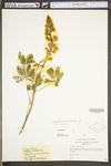 Lupinus perennis ssp. perennis