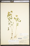 Medicago lupulina