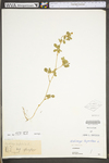 Medicago lupulina