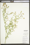 Medicago sativa ssp. sativa