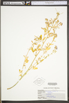 Medicago sativa ssp. sativa