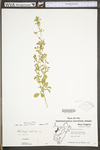 Medicago sativa ssp. sativa