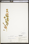 Medicago sativa ssp. sativa