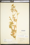 Medicago sativa ssp. sativa