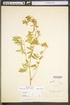 Medicago sativa ssp. sativa