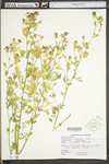 Medicago sativa ssp. sativa