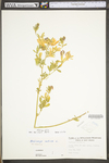 Medicago sativa ssp. sativa