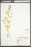 Medicago sativa ssp. sativa