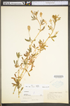 Medicago sativa ssp. sativa