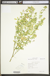 Medicago sativa ssp. sativa