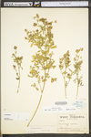 Medicago sativa ssp. sativa