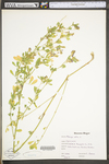 Medicago sativa ssp. sativa