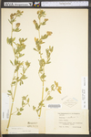 Medicago sativa ssp. sativa