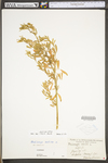 Medicago sativa ssp. sativa