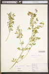 Medicago sativa ssp. sativa