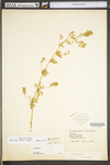 Medicago sativa ssp. sativa