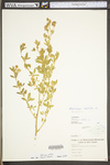 Medicago sativa ssp. sativa