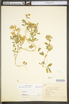 Medicago sativa ssp. sativa+T15558