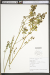 Medicago sativa ssp. sativa