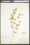 Medicago sativa ssp. sativa