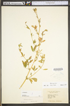 Medicago sativa ssp. sativa