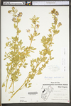 Medicago sativa ssp. sativa