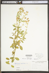 Medicago sativa ssp. sativa