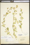 Medicago sativa ssp. sativa