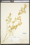 Medicago sativa ssp. sativa