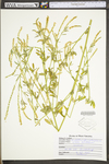 Melilotus officinalis