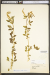 Melilotus officinalis